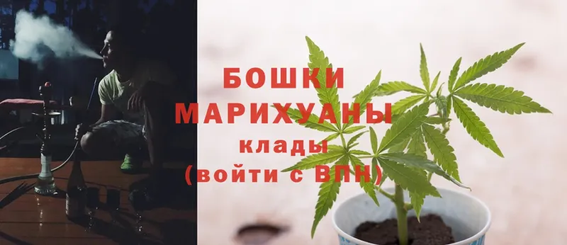 Канабис OG Kush  Сясьстрой 